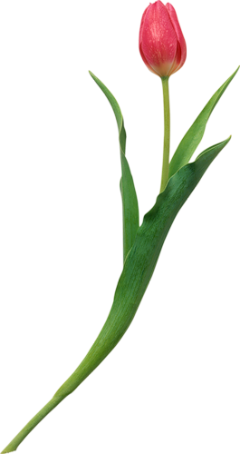 tulips-png-lale-png-194sxr.png