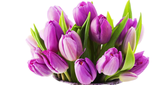 tulips-png-lale-png-19xqdz.png