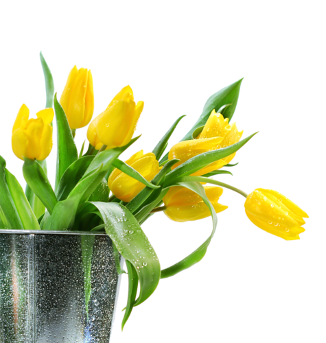 tulips-png-lale-png-1ays3d.png