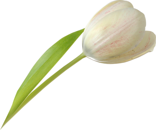 tulips-png-lale-png-1c1s6r.png
