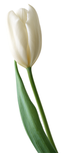 tulips-png-lale-png-1d0ks5.png