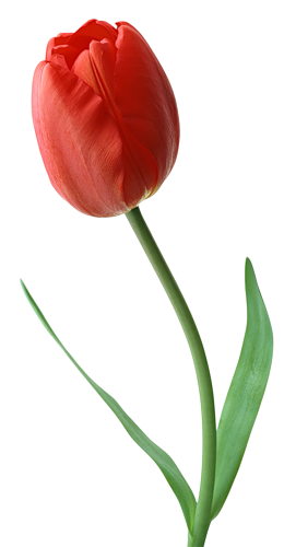 tulips-png-lale-png-1eps8l.png