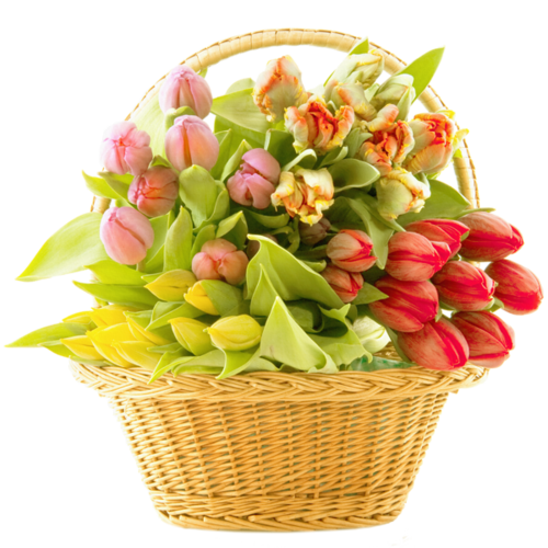 tulips-png-lale-png-1fws8w.png