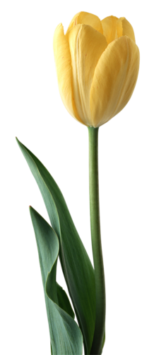 tulips-png-lale-png-1fzko5.png