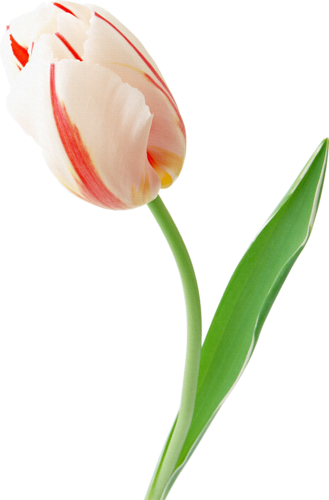 tulips-png-lale-png-1g1ssl.png