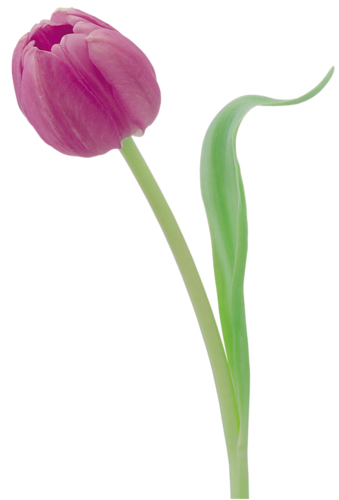 tulips-png-lale-png-1gmspz.png