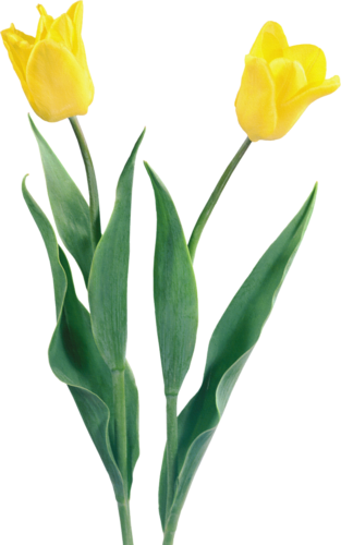 tulips-png-lale-png-1ifsji.png