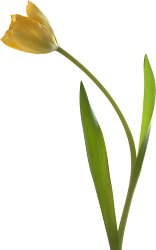 tulips-png-lale-png-1jajzi.png