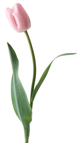 tulips-png-lale-png-1lgj3h.png