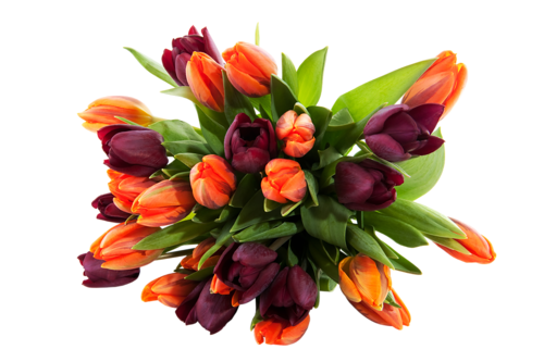 tulips-png-lale-png-1muqgh.png