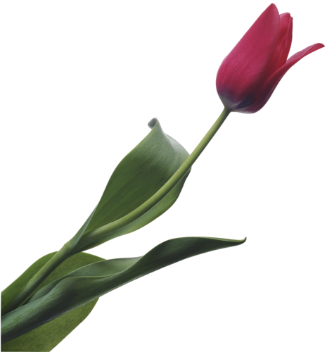 tulips-png-lale-png-1mykr6.png