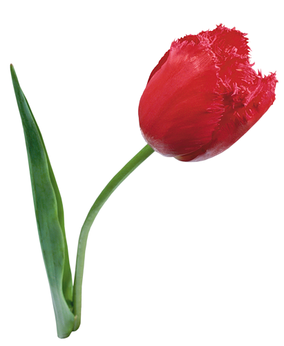 tulips-png-lale-png-1o2sb5.png