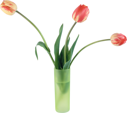 tulips-png-lale-png-1omsx4.png