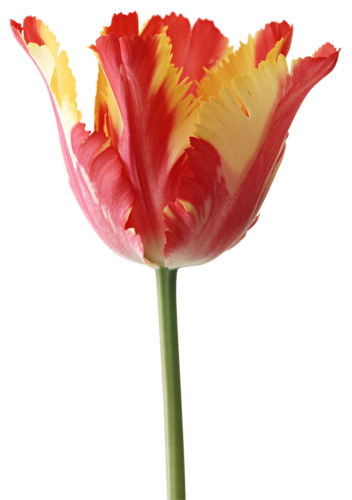 tulips-png-lale-png-1ossui.png