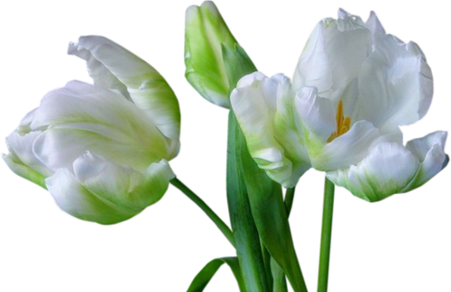 tulips-png-lale-png-1q8ssy.png