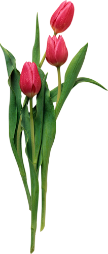 tulips-png-lale-png-1qrszk.png
