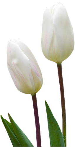 tulips-png-lale-png-1r3s2m.png