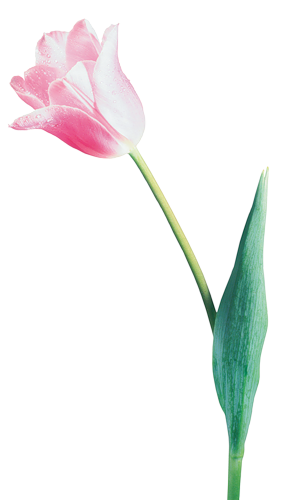 tulips-png-lale-png-1t0syh.png