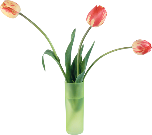 tulips-png-lale-png-1thsie.png