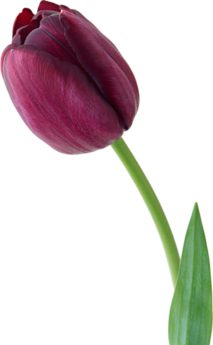 tulips-png-lale-png-1uvs86.png