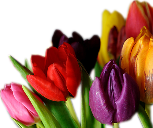 tulips-png-lale-png-1y6s2f.png