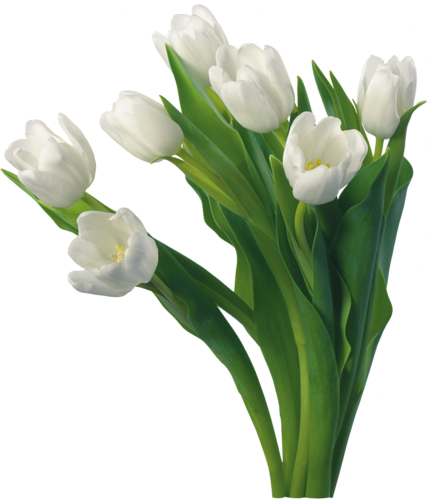 tulips-png-lale-png-1ynsaq.png