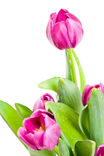 tulips-png-lale-png-1yxs82.png