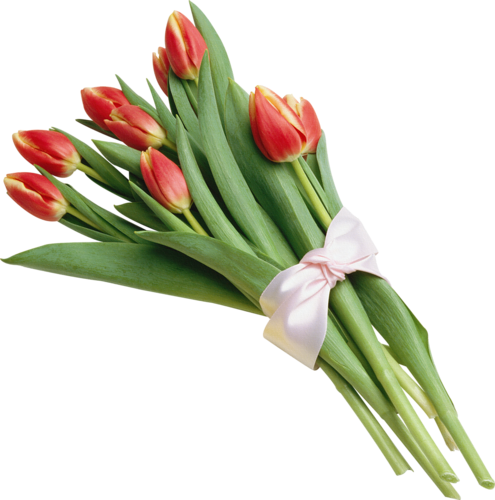tulips-png-lale-png-1zpsop.png