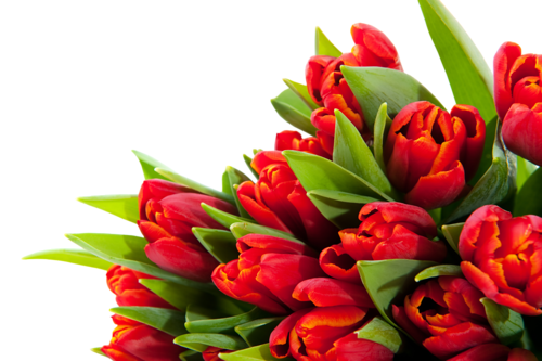 tulips-png-lale-png-2h1rxe.png