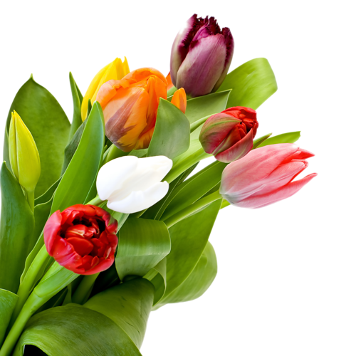 tulips-png-lale-png-3zhp2v.png