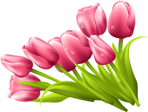 tulips-png-lale-png-4a9o29.png