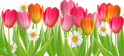 tulips-png-lale-png-4d1ooc.png
