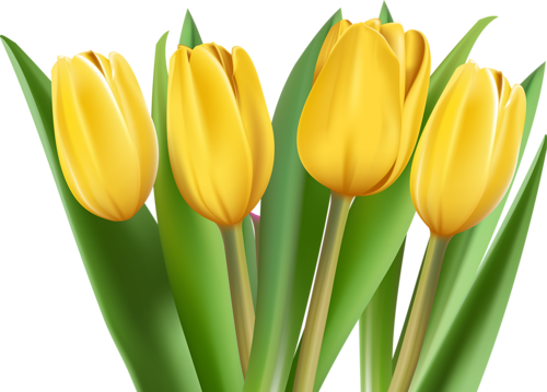 tulips-png-lale-png-4r8p50.png
