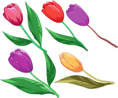 tulips-png-lale-png-4xroxh.png