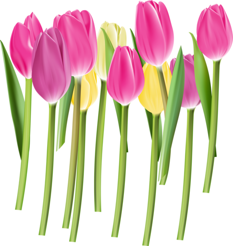 tulips-png-lale-png-50josr.png