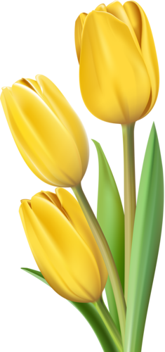 tulips-png-lale-png-58uru8.png