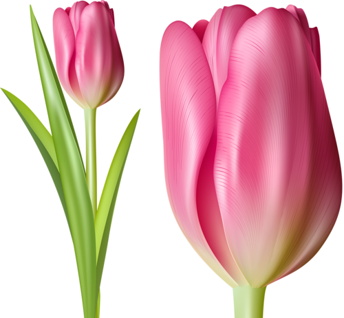 tulips-png-lale-png-5cvov4.png