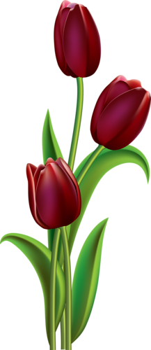 tulips-png-lale-png-5g1o7y.png