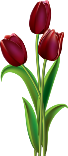 tulips-png-lale-png-5gyqb2.png