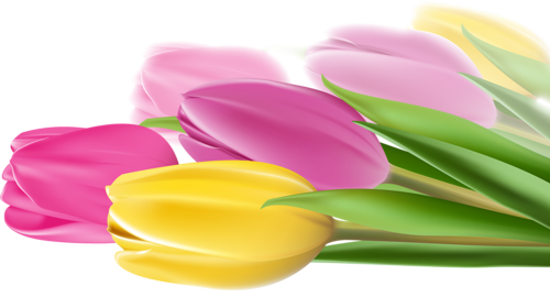 tulips-png-lale-png-5h5qxi.png