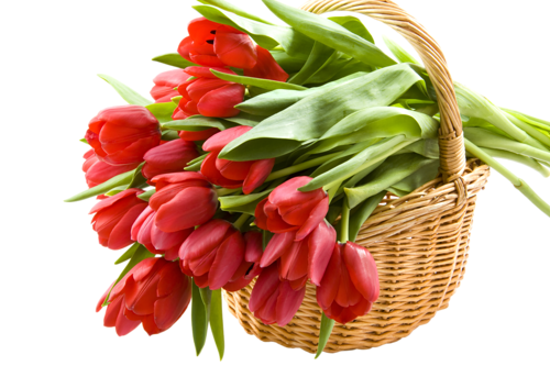 tulips-png-lale-png-5mmq0b.png