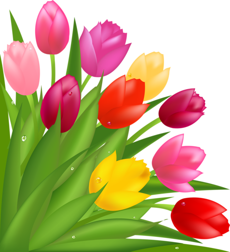 tulips-png-lale-png-5ripj7.png