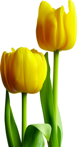 tulips-png-lale-png-5trorr.png