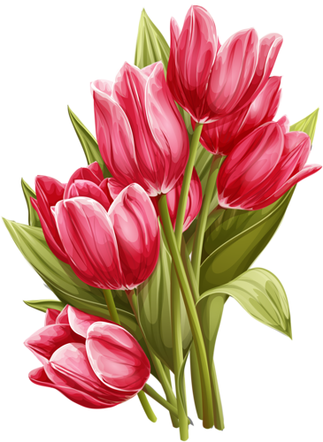 tulips-png-lale-png-5vhrme.png