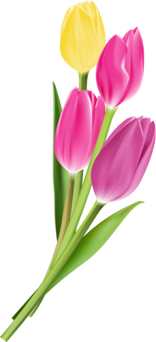 tulips-png-lale-png-6w6rwa.png