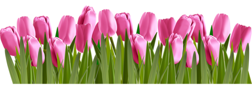 tulips-png-lale-png-71xpf3.png