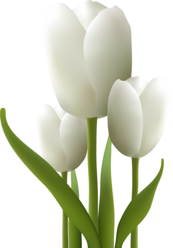 tulips-png-lale-png-748p4l.png