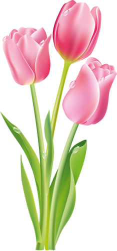 tulips-png-lale-png-7mgpvv.png