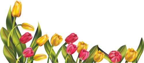 tulips-png-lale-png-7pvol8.png