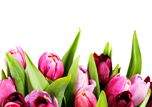 tulips-png-lale-png-7qrr12.png
